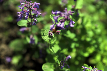 piękne fioletowe kwiaty drzewa © Tymoteusz