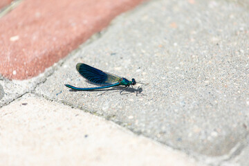 A blue dragonfly sits on a sidewalk tile in the city.