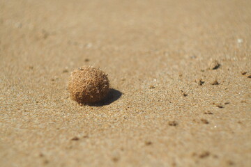 Mała beżowa kulka na piaszczystej plaże na Krecie, Grecja
