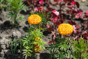 Marigold flowers on a flower bed.