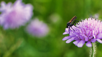 Fly sitting on purple flower