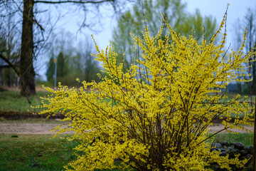 country garden bush blooming with yellow flowers