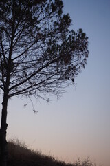 Obraz na płótnie Canvas Sylwetka drzewa na tle nieba wieczorem, Grecja