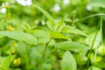 macro photography of green plant with bug
