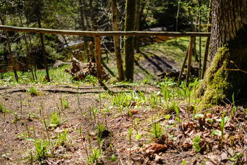 chaotic spring forest lush with messy tree trunks and some foliage.