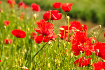 Mohnblumenblüte im Elsass