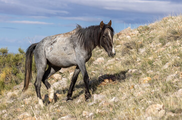 Obraz na płótnie Canvas Wild Horse Stallion in the Utah Desert