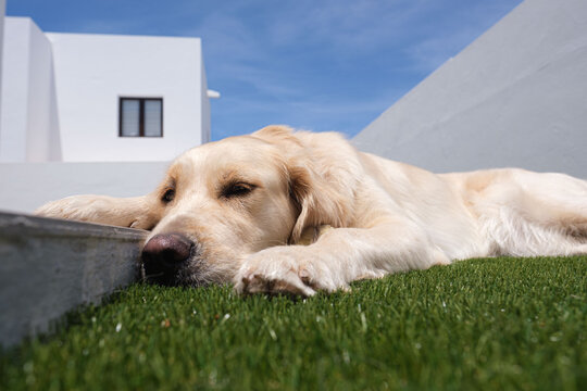 Golden retriever dog lying on the grass playing with his tennis ball