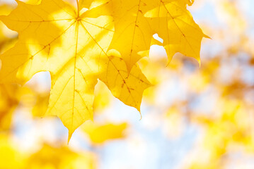 Yellow maple leaves on a yellow-blue blurred background.