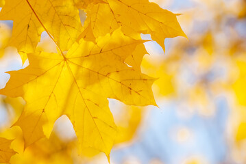 Naklejka na ściany i meble Yellow maple leaves on a yellow-blue blurred background.