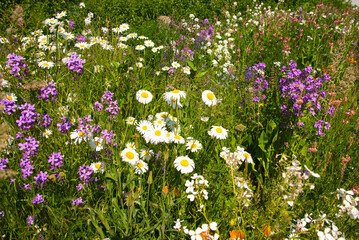 Flower power im Elsass im Frühling