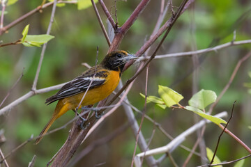 Female  Baltimore oriole (Icterus galbula) nesting