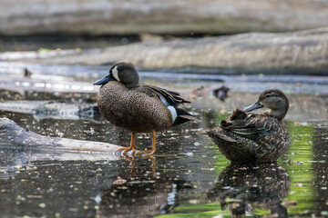 The blue-winged teal (Spatula discors) in spring