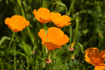 Fototapeta na wymiar Flower power im Elsass im Frühling