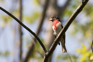 Male Rose-breasted Grosbeak - Pheucticus ludovicianus