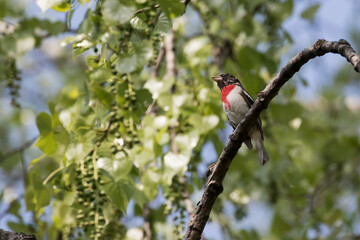 Male Rose-breasted Grosbeak - Pheucticus ludovicianus