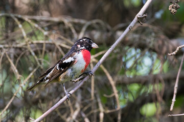 Male Rose-breasted Grosbeak - Pheucticus ludovicianus
