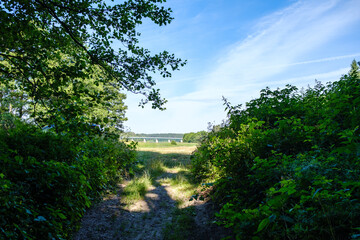 chaotic spring forest lush with messy tree trunks and some foliage.