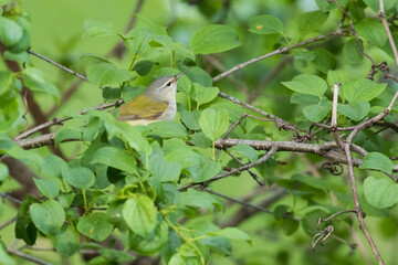 Tennessee warbler (Leiothlypis peregrina) in spring