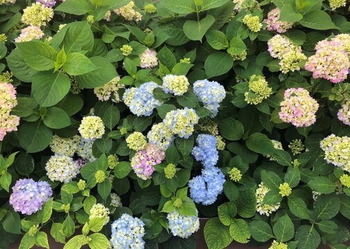 Hydrangea, summer, flowers, blue flowers, pink flowers. shrub