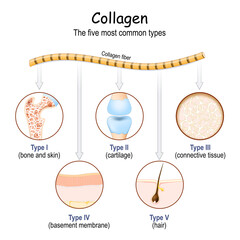 types of Collagen fibers