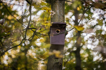 Birdhouse for Parus major, Cyanistes caeruleus, Blue tit, Great tit. Birdhouse from wood with bird plased on tree in park or woodland. Used with leftoffs, needs cleaning.