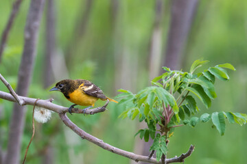 Female  Baltimore oriole (Icterus galbula) nesting