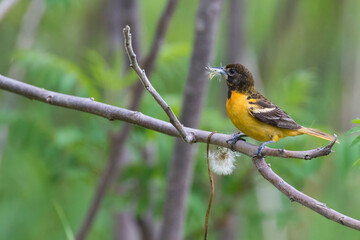 Female  Baltimore oriole (Icterus galbula) nesting