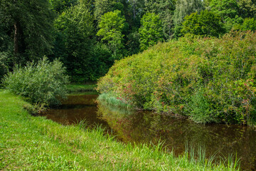 Obraz premium countryside forest river in summer with high grass and foliage