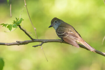 great crested flycatcher (Myiarchus crinitus)