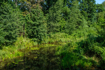 Fototapeta na wymiar countryside forest river in summer with high grass and foliage