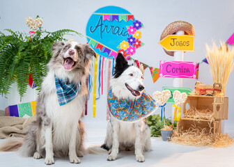 Ensaio Pet border collie