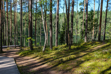 wooden plank footpath in forest for hiking