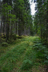 Fototapeta na wymiar narrow tourist hiking trail in forest