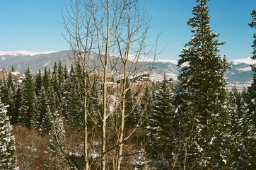 Snowcapped Mountains and Trees