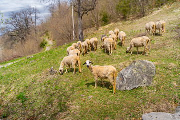 Fototapeta premium sheep in the field