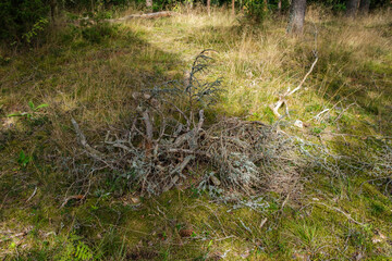 abstract dry grass texture in nature spring