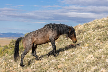 Wild Horse Stallion in the Utah Desert