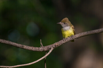 great crested flycatcher (Myiarchus crinitus)
