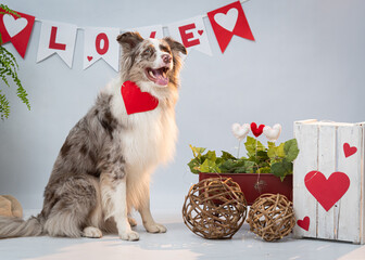 Ensaio Pet border collie