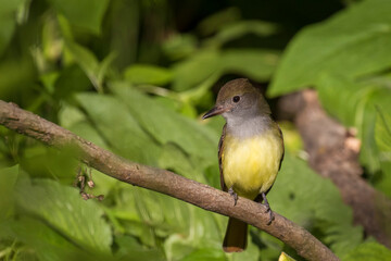 great crested flycatcher (Myiarchus crinitus)