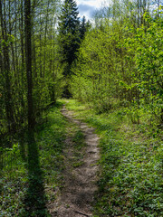 Fototapeta premium narrow tourist hiking trail in forest
