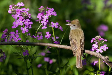 great crested flycatcher (Myiarchus crinitus)