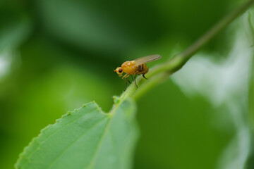Yellow dung fly on a green leaf. Scathophaga stercoraria