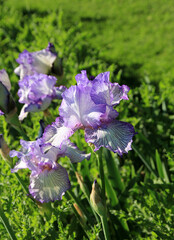 Blooming blue  irises on flower bed