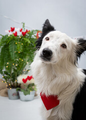 Ensaio Pet border collie