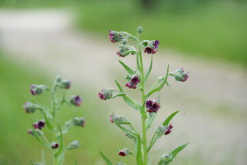 spring flowers in the garden