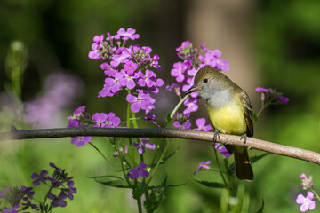 great crested flycatcher (Myiarchus crinitus)