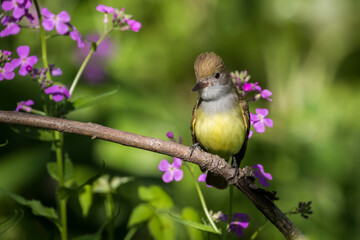 great crested flycatcher (Myiarchus crinitus)