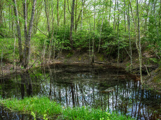 Obraz premium countryside forest river in summer with high grass and foliage